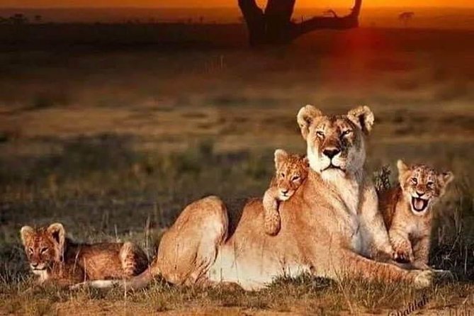 9 Days Tarangire, Serengeti, Ngorongoro Crater & Manyara Camping Safari Tour - Lake Eyasi Adds a Human Dimension