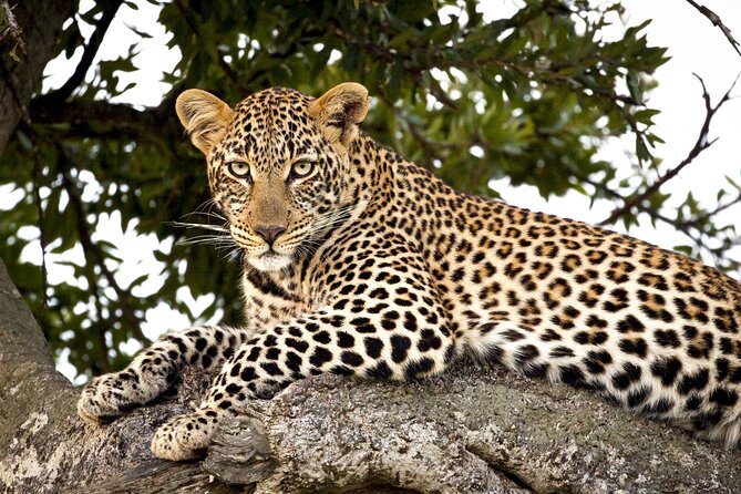 Affordable 3-Day Safari to Serengeti & Ngorongoro Crater - Two parks, three days, and a very full schedule