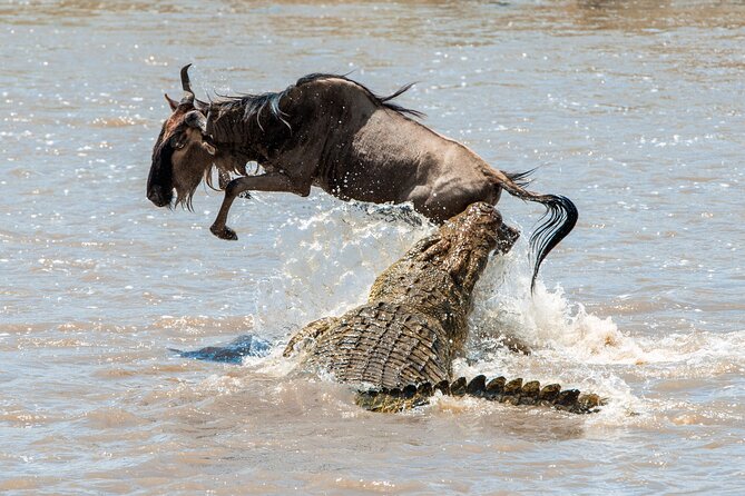 Affordable 3-Day Safari to Serengeti & Ngorongoro Crater - Guides, communication, and organization