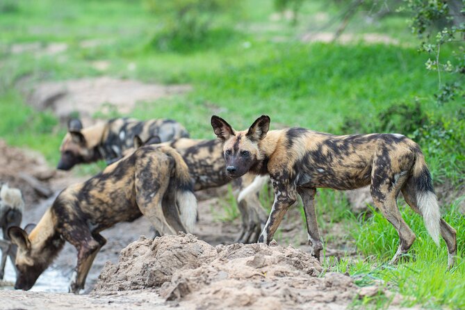 Affordable 3-Day Safari to Serengeti & Ngorongoro Crater - The real value of $780