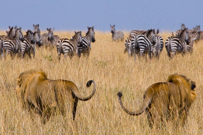 Affordable 3-Day Safari to Serengeti & Ngorongoro Crater - Day 1: The long road to Serengeti National Park
