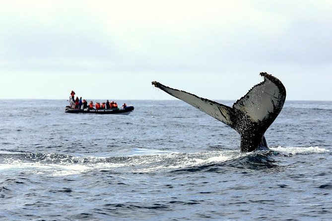 Among Whales Dolphins and Volcanoes Full Day Tour With Lunch - Quick take: what makes this São Miguel tour useful