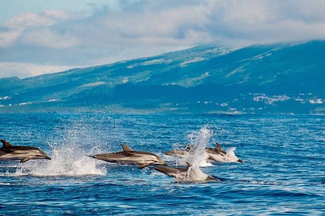 Among Whales Dolphins and Volcanoes Full Day Tour With Lunch - Sea conditions and the real boat experience