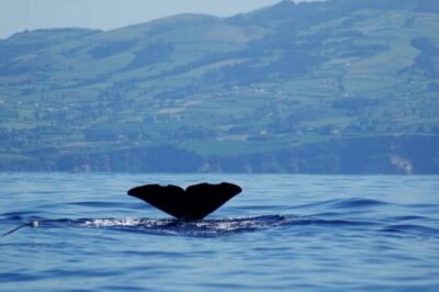 Among Whales Dolphins and Volcanoes Full Day Tour With Lunch