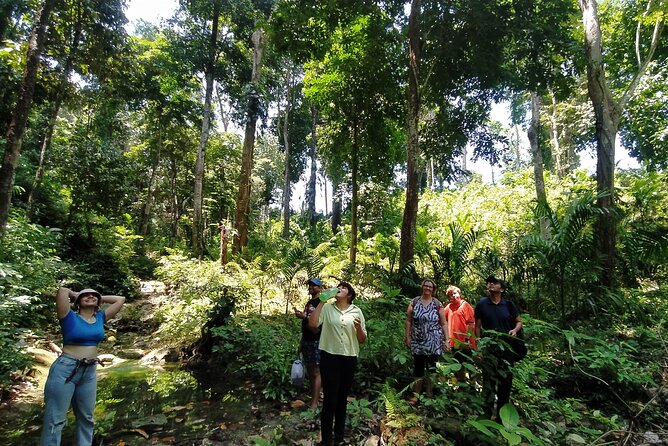 Ancient Lava Stream Trek through dense Tropical forest. - Starting at 1:00 pm in Govind Nagar