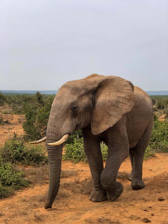 Arusha: 3-Day Serengeti & Ngorongoro Crater Big Five Safari - Why this three-day safari works