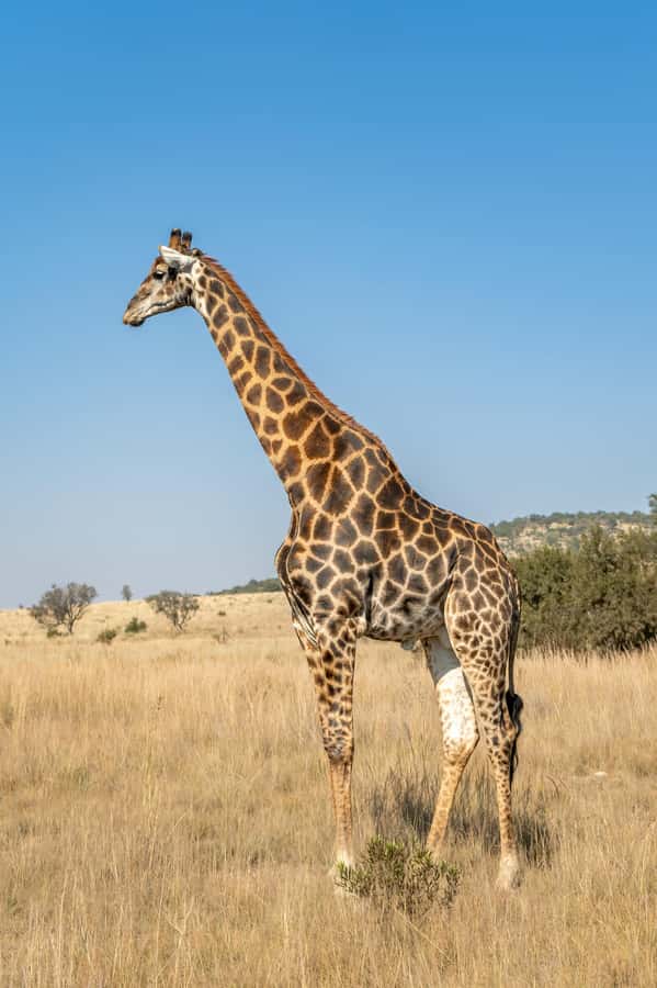 Arusha: 3-Day Serengeti & Ngorongoro Crater Big Five Safari - The guides and the safety question