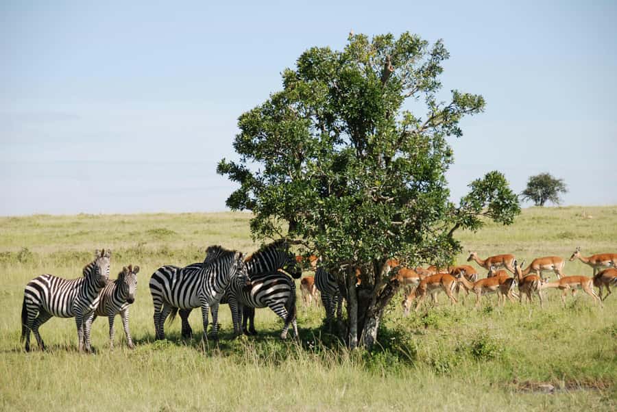 Arusha: 3-Day Serengeti & Ngorongoro Crater Big Five Safari - Meals, camping, and comfort