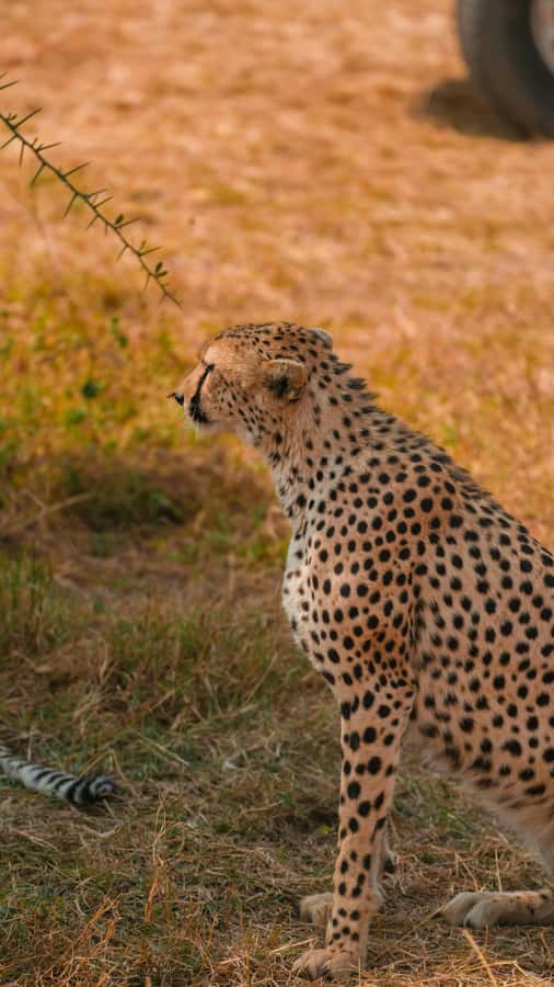 Arusha: 3-Day Serengeti & Ngorongoro Crater Big Five Safari - What the $900 price really buys