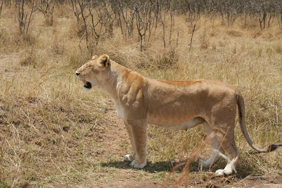 Arusha: 3-Day Serengeti & Ngorongoro Crater Big Five Safari - Who should book this safari?