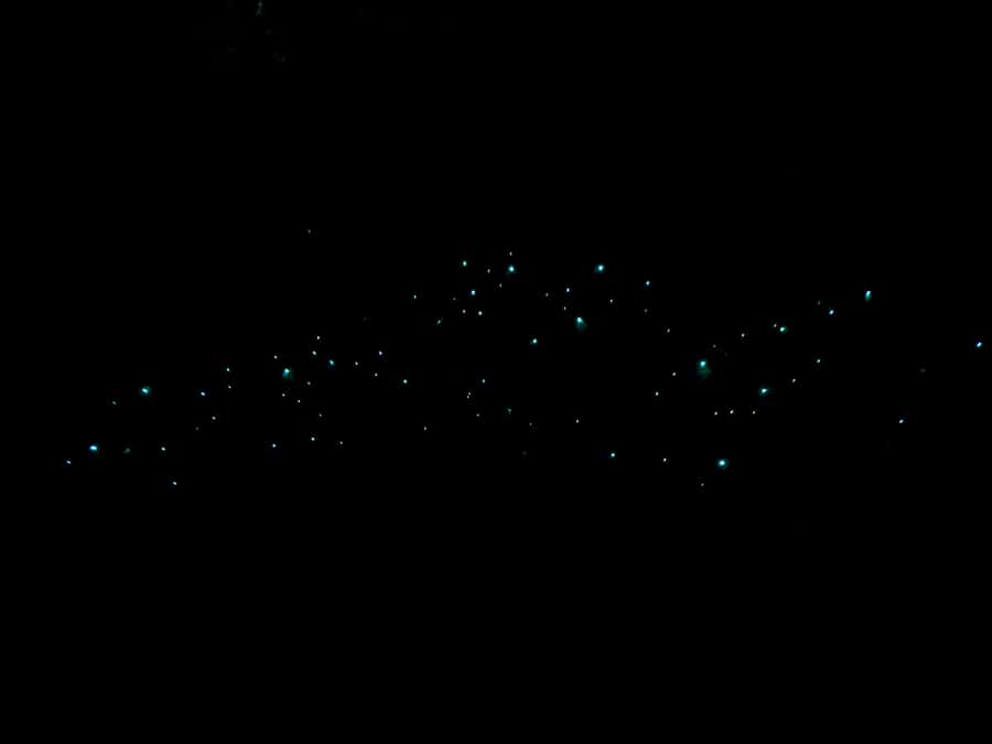 Auckland: Inner-City Glowworm Experience in Ancient Volcano - Key points to know before you go