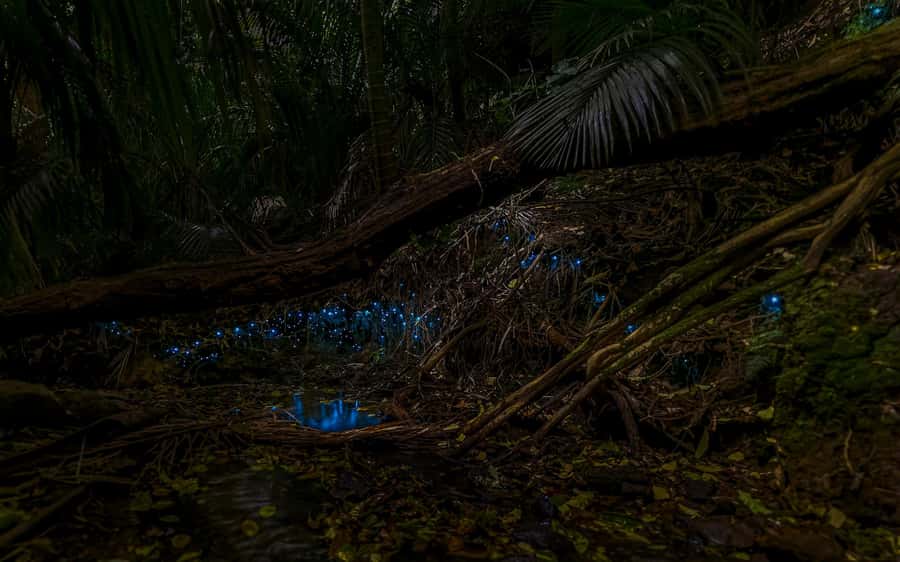 Auckland: Inner-City Glowworm Experience in Ancient Volcano - Starting beside Auckland Domain’s Wintergarden Cafe