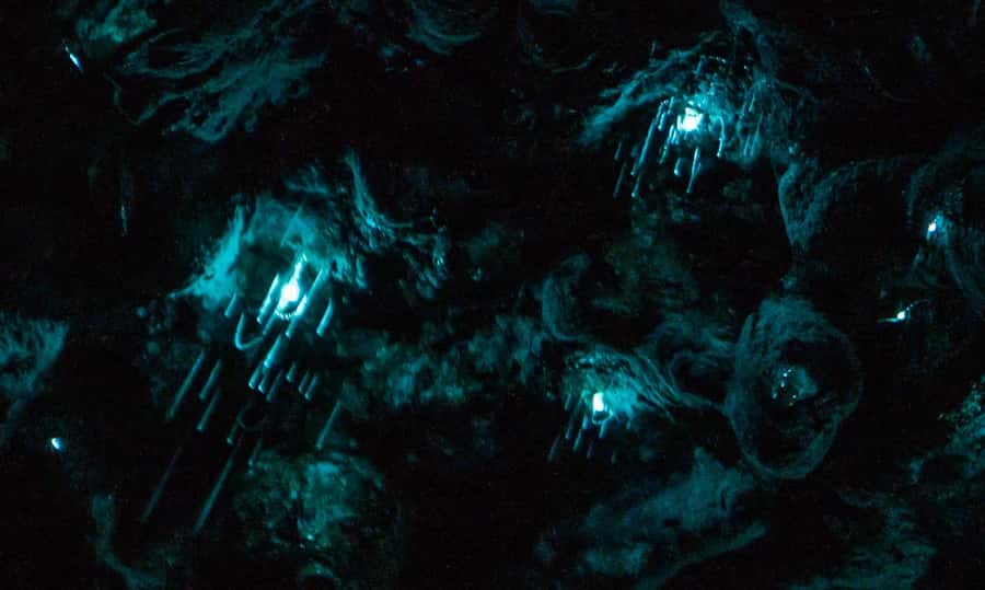 Auckland: Inner-City Glowworm Experience in Ancient Volcano - Meeting New Zealand glowworms beside the stream