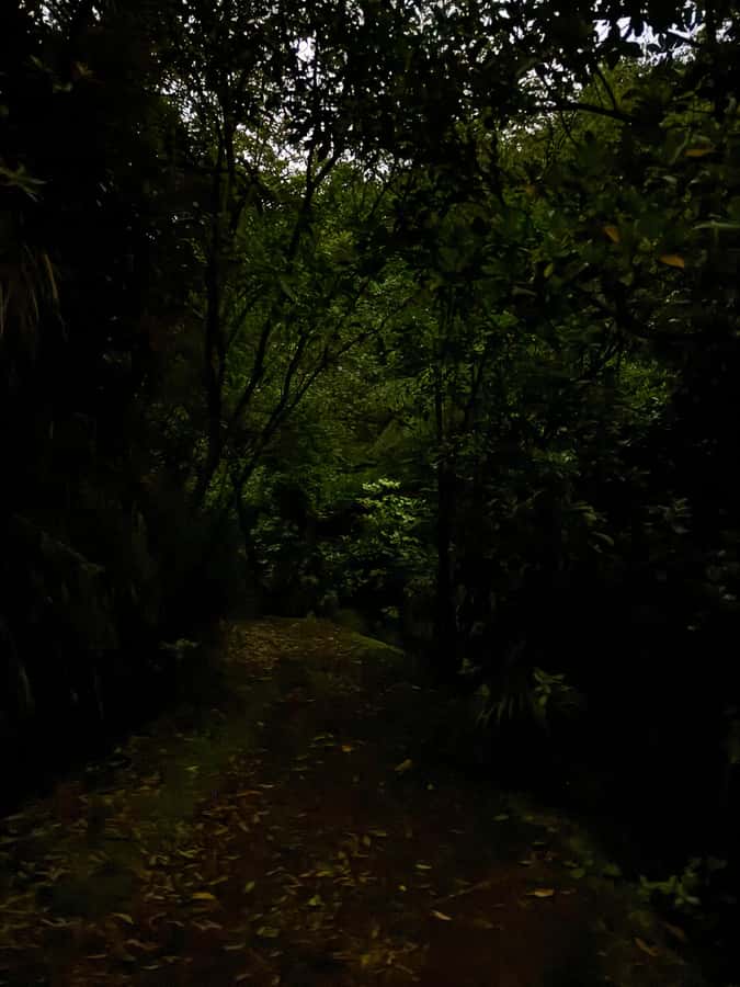 Auckland: Inner-City Glowworm Experience in Ancient Volcano - What the guide adds to the hour