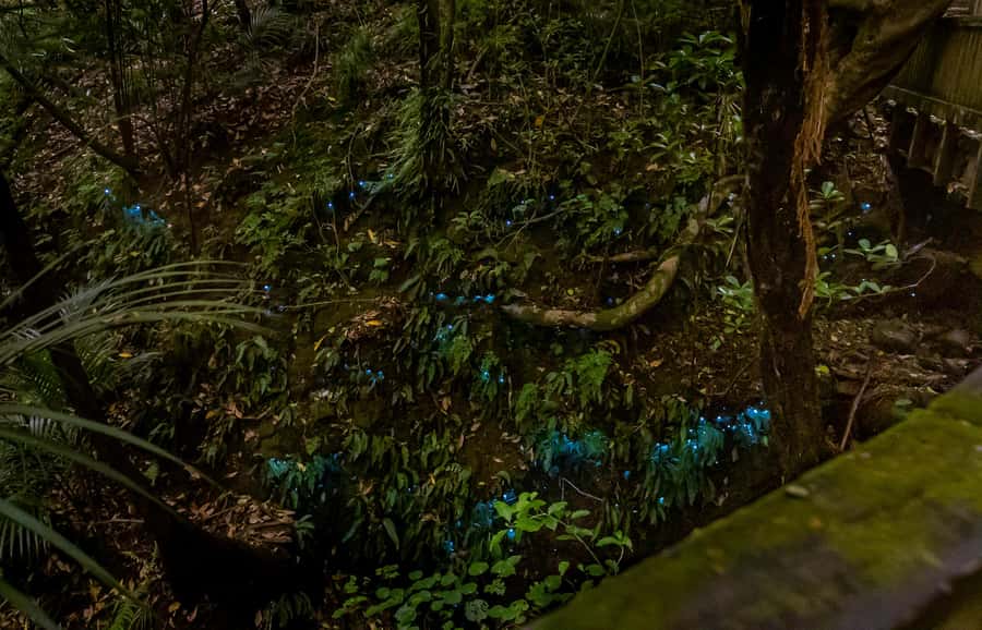 Auckland: Inner-City Glowworm Experience in Ancient Volcano - Photography without glass or flash