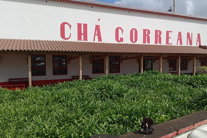 Azores: 1 Day Private Tour Furnas Volcanic Activity & Hot Springs - Gorreana turns tea into a working tradition