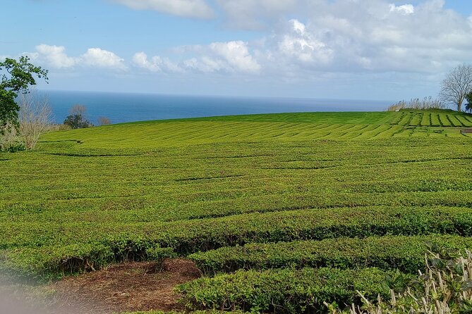Azores: 1 Day Private Tour Furnas Volcanic Activity & Hot Springs - Terra Nostra gives you a warm choice