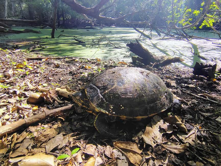 Bacalar: Calakmul ruins tour jungle and the bat volcano.. - Why the small group changes the experience