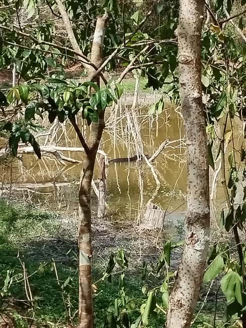 Bacalar: Calakmul ruins tour jungle and the bat volcano.. - Should you book the Calakmul and bat volcano tour?