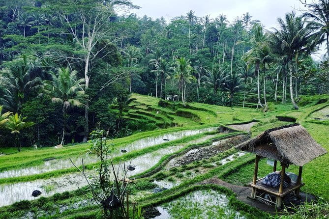Bali Dirt Bike Enduro at Batur Volcano and Kintamani Forest - Lunch at La Vista Coffee and Roastery