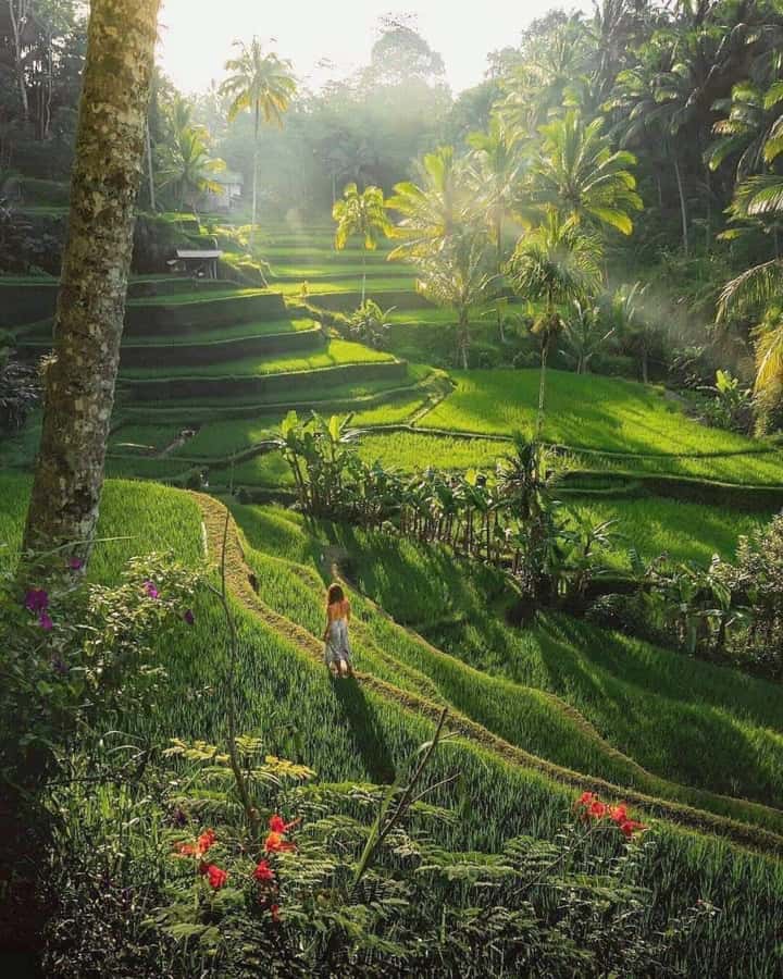 Bali : Highlight of Ubud Culture, Temple and Batur Volcano - What this nine-hour Bali day is really like