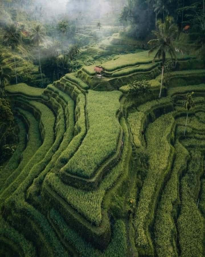Bali : Highlight of Ubud Culture, Temple and Batur Volcano - Kintamani Hill and the Batur volcano view