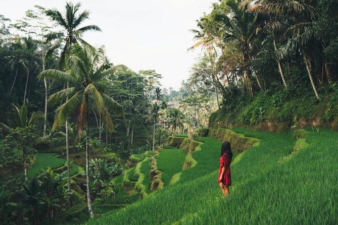 Bali Highlights : Nature, Waterfall, Rice Terraces and Volcano - Quick facts about this Bali day tour