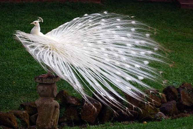 Bali Highlights : Nature, Waterfall, Rice Terraces and Volcano - How the private Bali route works