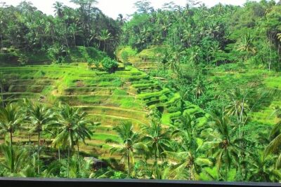 Bali in 1-Day : Rice Terrace, Volcano, Tanah lot – All Inclusive