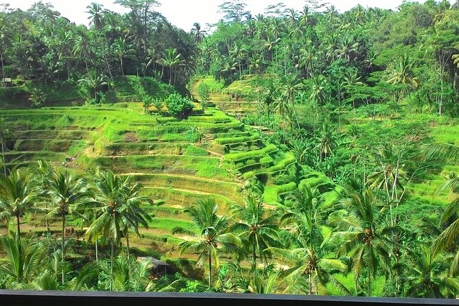 Bali in 1-Day : Rice Terrace, Volcano, Tanah lot - All Inclusive - A practical start from Seminyak or the port