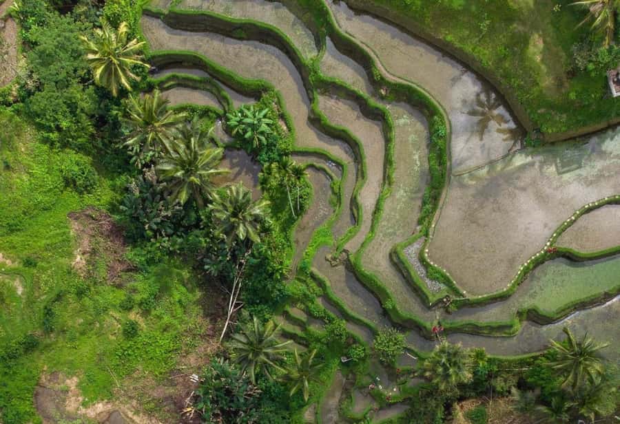 Bali: Rice Terrace & Volcano Tour with Penglipuran Village - How the guide can shape the day