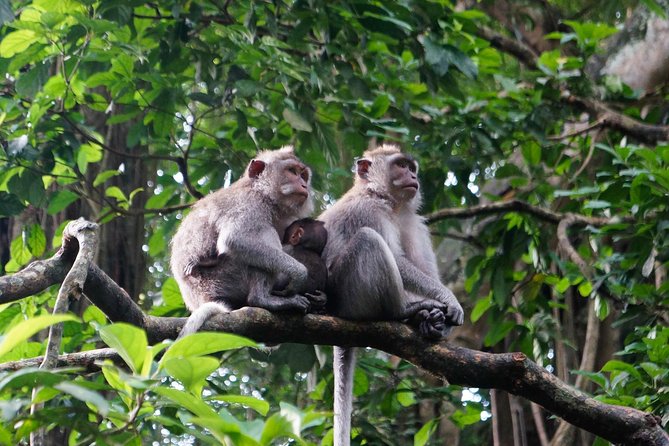 Bali Ubud & Kintamani Volcano Tour -All Inclusive - Kintamani is the visual high point