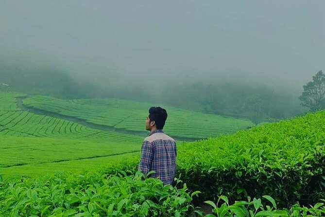 Bandung Tour Volcano, Hotsprings, Mud, Tea, Lunch all Included - Rancabali tea fields and the cooler air