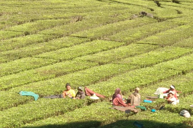 Bandung Volcano Sightseeing and Hot Spring Private Tour - Picking strawberries at Ciwidey