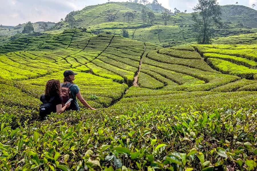 Bandung: White Crater, Scenic Tea Plantations & Hot Spring - Key Points to Know Before You Book