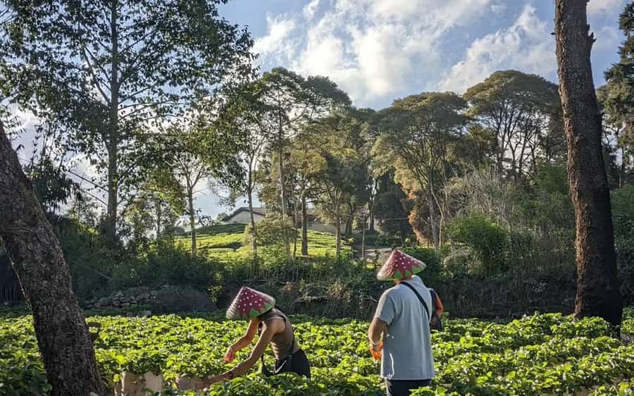 Bandung: White Crater, Scenic Tea Plantations & Hot Spring - Timing, Traffic, and What to Pack