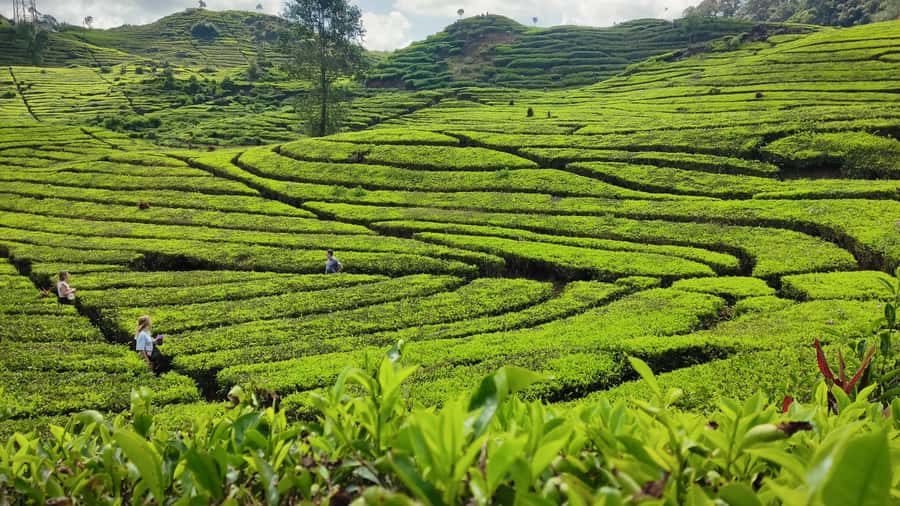 Bandung: White Crater, Scenic Tea Plantations & Hot Spring - Why the Guide Can Make or Break the Day