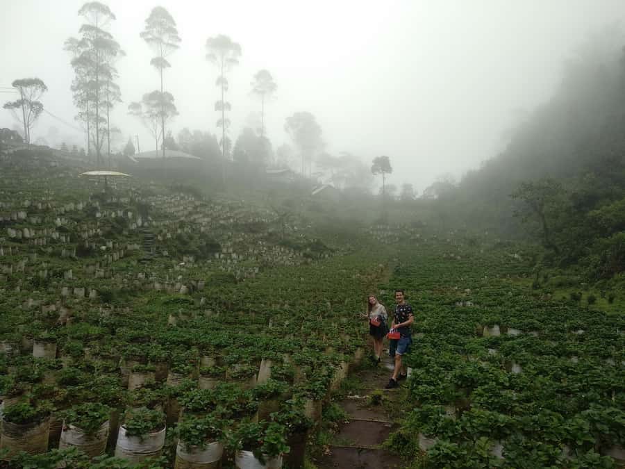 Bandung: White Crater Volcano Guided Day Trip - Comfort, group size, and accessibility