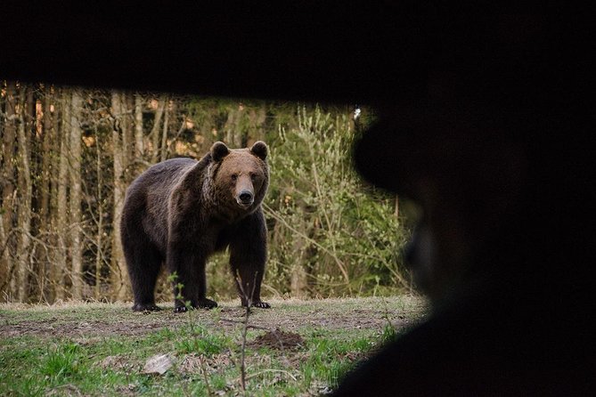 Bear watching in the Land of Volcanoes - Key points to know before booking