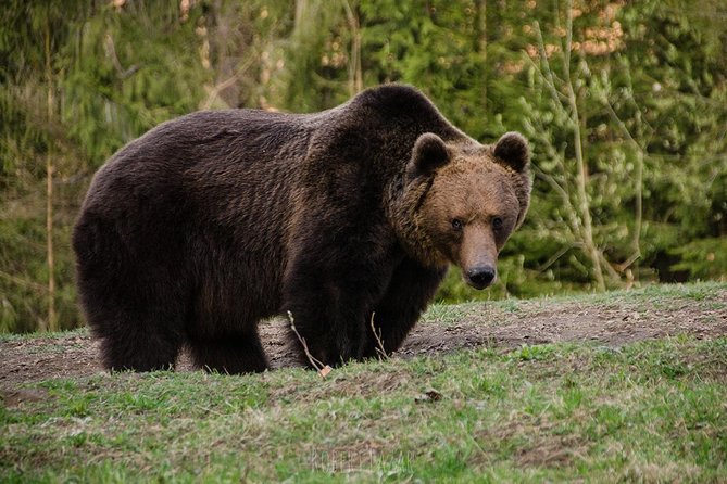 Bear watching in the Land of Volcanoes - What happens at the bear hide
