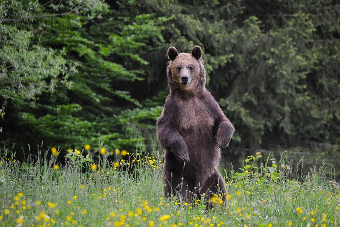 Bear watching in the Land of Volcanoes - A small group makes a real difference