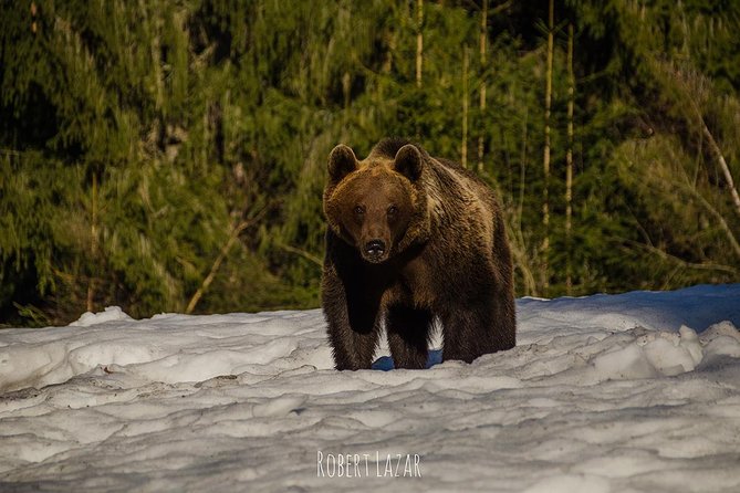 Bear watching in the Land of Volcanoes - The guide’s role on the drive