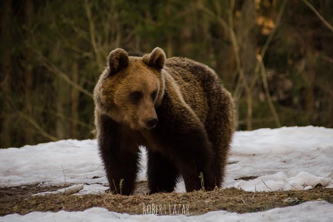 Bear watching in the Land of Volcanoes - What the $225.65 price includes