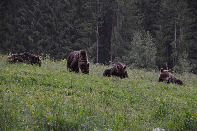 Bear watching in the Land of Volcanoes - Who will enjoy this outing most