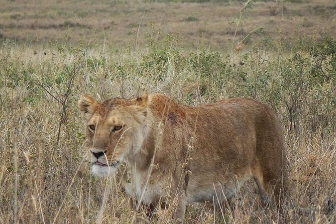 Best Ngorongoro crater Tanzania Safari 1- Day tour Experience - Why a one-day Ngorongoro safari makes sense