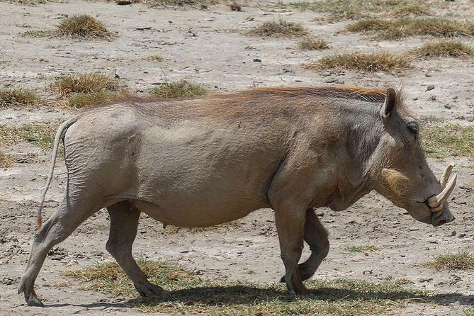Best Ngorongoro crater Tanzania Safari 1- Day tour Experience - Looking into the ancient crater