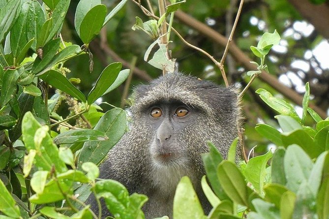 Best Ngorongoro crater Tanzania Safari 1- Day tour Experience - Four to six hours on the crater floor