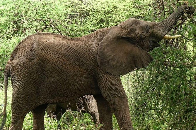 Best Ngorongoro crater Tanzania Safari 1- Day tour Experience - A lunch stop beside hippos