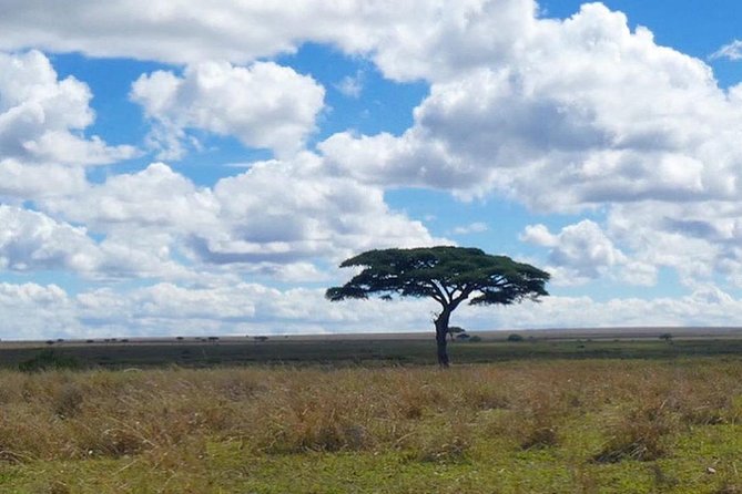 Best Ngorongoro crater Tanzania Safari 1- Day tour Experience - Vehicle comfort, fitness, and group size