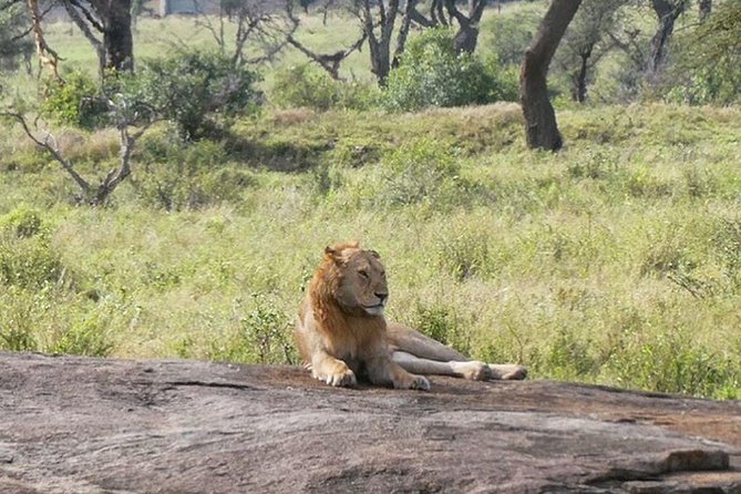 Best Ngorongoro crater Tanzania Safari 1- Day tour Experience - The best reasons to book